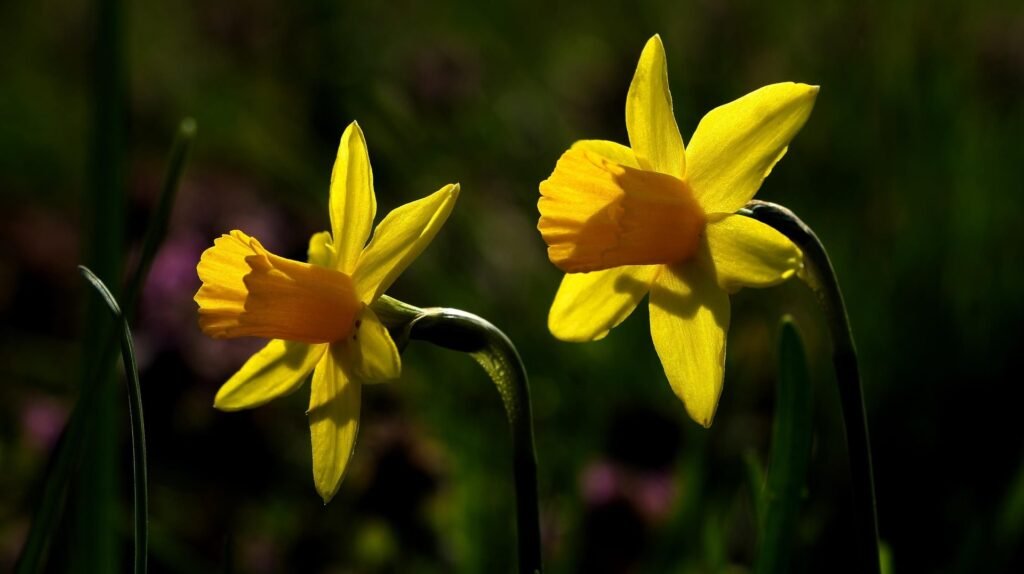 nárcisz 7944036 1920 min