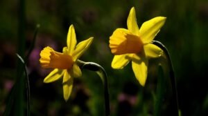 nárcisz 7944036 1920 min